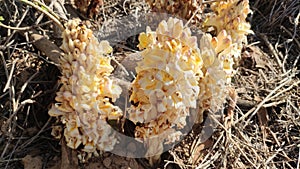 Flowering Cistanche TubulosaÂ Loki Mula plant, wild flowering Fox Radish plant, close up view